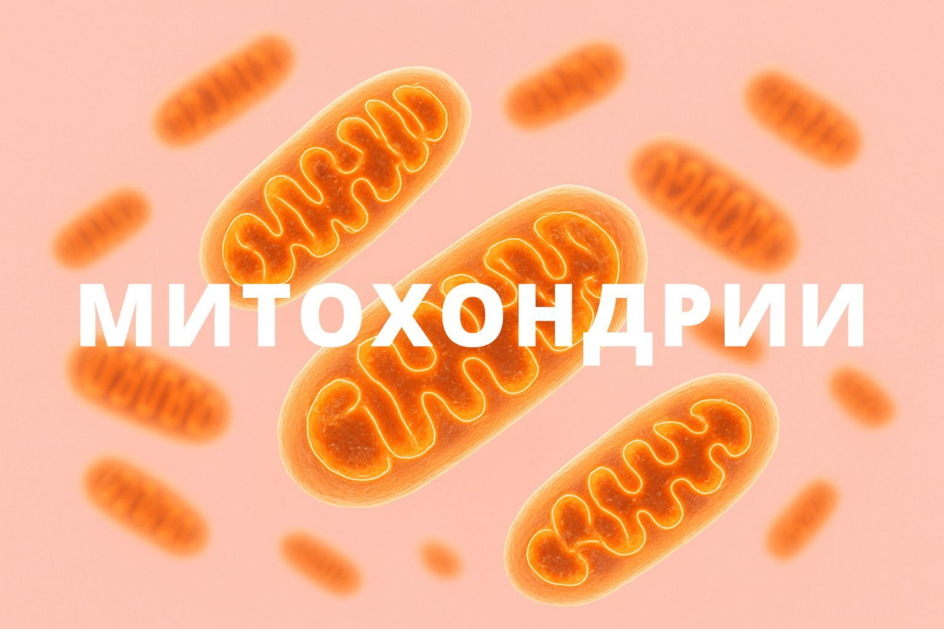 Митохондрии — наш резерв молодости и силы